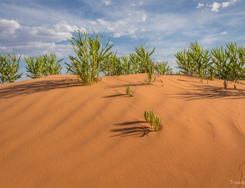 Coral Pink Sand Dunes