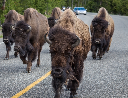 Tag 18 – Es wird stinkend und tierisch im Yellowstone