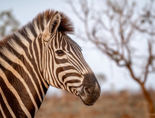 Südafrika Tag 7 – Der letzte Tag im Kruger National Park